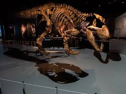 T. Rex Had Stiff Jaws That Bit Down ...
