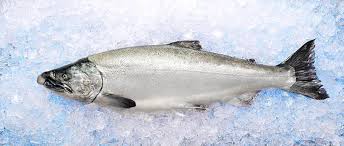 Fat Fish: Why Copper River Salmon Fat ...